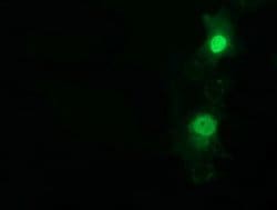 NT5DC1 Mouse anti-Human, Clone: OTI3H2, lyophilized, TrueMAB 100 &mu;g;