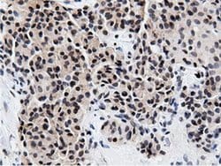 NT5DC1 Monoclonal Antibody (OTI3A6), TrueMAB , OriGene 30 &mu;L; Unconjugated:Antibodies,