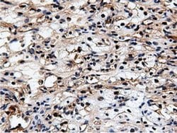 NT5DC1 Monoclonal Antibody (OTI3A6), TrueMAB , OriGene 30 &mu;L; Unconjugated:Antibodies,