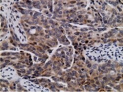NT5DC1 Monoclonal Antibody (OTI1B1), TrueMAB , OriGene 100 &mu;L; Unconjugated:Antibodies,