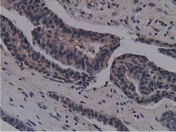NT5DC1 Monoclonal Antibody (OTI1B1), TrueMAB , OriGene 100 &mu;L; Unconjugated:Antibodies,