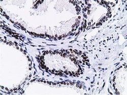 NT5DC1 Monoclonal Antibody (OTI1B1), TrueMAB , OriGene 100 &mu;L; Unconjugated:Antibodies,