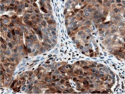NT5DC1 Monoclonal Antibody (OTI2H8), TrueMAB , OriGene 100 &mu;L; Unconjugated:Antibodies,