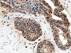 NT5DC1 Monoclonal Antibody (OTI2H8), TrueMAB , OriGene 100 &mu;L; Unconjugated:Antibodies,
