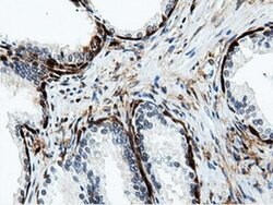 NT5DC1 Monoclonal Antibody (OTI2H8), TrueMAB , OriGene 100 &mu;L; Unconjugated:Antibodies,