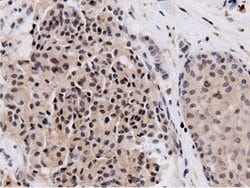 NT5DC1 Mouse anti-Canine, Human, Clone: OTI2H8, lyophilized, TrueMAB 100
