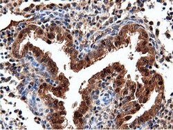 NT5DC1 Mouse anti-Canine, Human, Clone: OTI2H8, lyophilized, TrueMAB 100