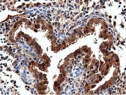 NT5DC1 Monoclonal Antibody (OTI2H8), TrueMAB , OriGene:Antibodies:Primary