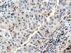 NT5DC1 Monoclonal Antibody (OTI2H8), TrueMAB , OriGene 100 &mu;L; Unconjugated:Antibodies,