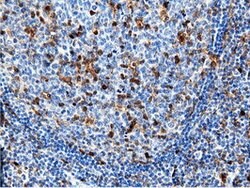 NT5DC1 Mouse anti-Canine, Human, Clone: OTI2H8, lyophilized, TrueMAB 100