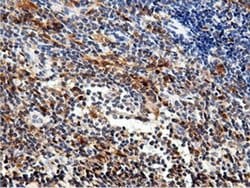NT5DC1 Monoclonal Antibody (OTI2H8), TrueMAB , OriGene 100 &mu;L; Unconjugated:Antibodies,