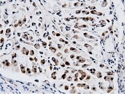 NT5DC1 Mouse anti-Canine, Human, Clone: OTI2H8, lyophilized, TrueMAB 100