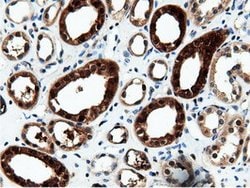 NT5DC1 Mouse anti-Canine, Human, Clone: OTI2H8, lyophilized, TrueMAB 100