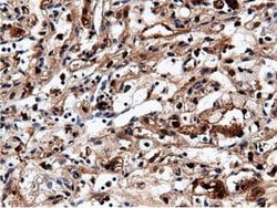 NT5DC1 Mouse anti-Canine, Human, Clone: OTI2H8, lyophilized, TrueMAB 100
