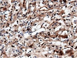 NT5DC1 Monoclonal Antibody (OTI2H8), TrueMAB , OriGene 100 &mu;L; Unconjugated:Antibodies,