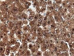 NT5DC1 Monoclonal Antibody (OTI2H8), TrueMAB , OriGene:Antibodies:Primary