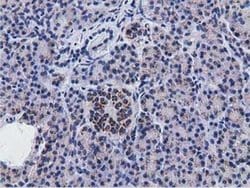 NT5DC1 Monoclonal Antibody (OTI2B12), TrueMAB , OriGene 30 μL; Unconjugated:Antibodies,
