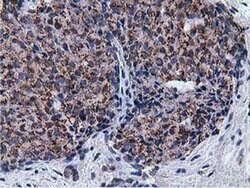 NT5DC1 Monoclonal Antibody (OTI2B12), TrueMAB , OriGene 30 μL; Unconjugated:Antibodies,