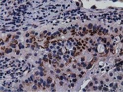 NT5DC1 Monoclonal Antibody (OTI2B12), TrueMAB , OriGene 30 μL; Unconjugated:Antibodies,