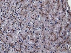 NT5DC1 Monoclonal Antibody (OTI2B12), TrueMAB , OriGene 30 μL; Unconjugated:Antibodies,