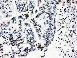NT5DC1 Mouse anti-Canine, Human, Rat, Clone: OTI1E11, lyophilized, TrueMAB