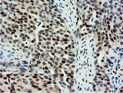 NT5DC1 Mouse anti-Canine, Human, Rat, Clone: OTI1E11, lyophilized, TrueMAB