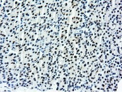 NT5DC1 Mouse anti-Canine, Human, Rat, Clone: OTI1E11, lyophilized, TrueMAB