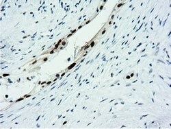 NT5DC1 Mouse anti-Canine, Human, Rat, Clone: OTI1E11, lyophilized, TrueMAB