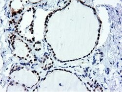 NT5DC1 Mouse anti-Canine, Human, Rat, Clone: OTI1E11, lyophilized, TrueMAB