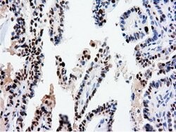 NT5DC1 Mouse anti-Canine, Human, Rat, Clone: OTI1E11, lyophilized, TrueMAB