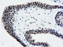 NT5DC1 Mouse anti-Canine, Human, Rat, Clone: OTI1E11, lyophilized, TrueMAB