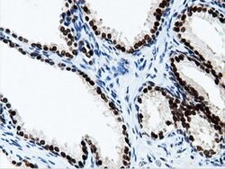 NT5DC1 Mouse anti-Canine, Human, Rat, Clone: OTI1E11, lyophilized, TrueMAB