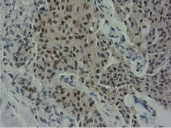 NT5DC1 Mouse anti-Canine, Human, Rat, Clone: OTI1E11, lyophilized, TrueMAB