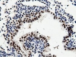 NT5DC1 Mouse anti-Canine, Human, Rat, Clone: OTI1E11, lyophilized, TrueMAB