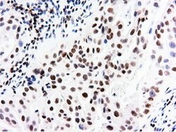 NT5DC1 Mouse anti-Canine, Human, Rat, Clone: OTI1E11, lyophilized, TrueMAB