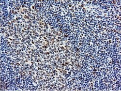 NT5DC1 Mouse anti-Canine, Human, Rat, Clone: OTI1E11, lyophilized, TrueMAB