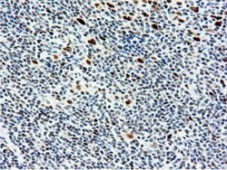 NT5DC1 Mouse anti-Canine, Human, Rat, Clone: OTI1E11, lyophilized, TrueMAB