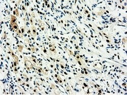 NT5DC1 Mouse anti-Canine, Human, Rat, Clone: OTI1E11, lyophilized, TrueMAB