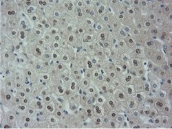 NT5DC1 Mouse anti-Canine, Human, Rat, Clone: OTI1E11, lyophilized, TrueMAB