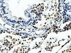 NT5DC1 Mouse anti-Human, Clone: OTI3H2, lyophilized, TrueMAB 100 &mu;g;