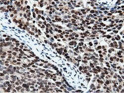 NT5DC1 Mouse anti-Human, Clone: OTI3H2, lyophilized, TrueMAB 100 &mu;g;