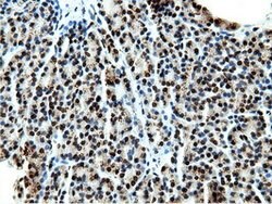 NT5DC1 Mouse anti-Human, Clone: OTI3H2, lyophilized, TrueMAB 100 &mu;g;