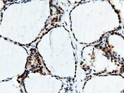 NT5DC1 Mouse anti-Human, Clone: OTI3H2, lyophilized, TrueMAB 100 &mu;g;
