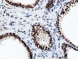 NT5DC1 Mouse anti-Human, Clone: OTI3H2, lyophilized, TrueMAB 100 &mu;g;