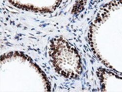 NT5DC1 Monoclonal Antibody (OTI3H2), TrueMAB , OriGene 30 &mu;L; Unconjugated:Antibodies,