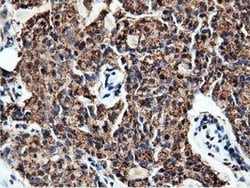 NT5DC1 Mouse anti-Human, Clone: OTI3H2, lyophilized, TrueMAB 100 &mu;g;
