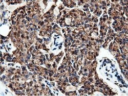 NT5DC1 Monoclonal Antibody (OTI3H2), TrueMAB , OriGene 30 &mu;L; Unconjugated:Antibodies,