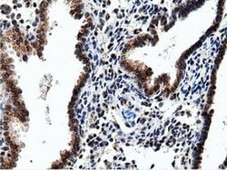 NT5DC1 Monoclonal Antibody (OTI3H2), TrueMAB , OriGene 30 &mu;L; Unconjugated:Antibodies,
