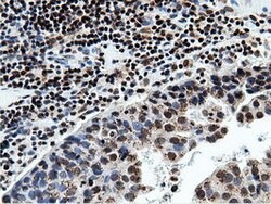 NT5DC1 Mouse anti-Human, Clone: OTI3H2, lyophilized, TrueMAB 100 &mu;g;