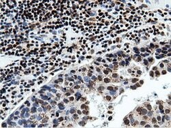 NT5DC1 Monoclonal Antibody (OTI3H2), TrueMAB , OriGene 30 &mu;L; Unconjugated:Antibodies,
